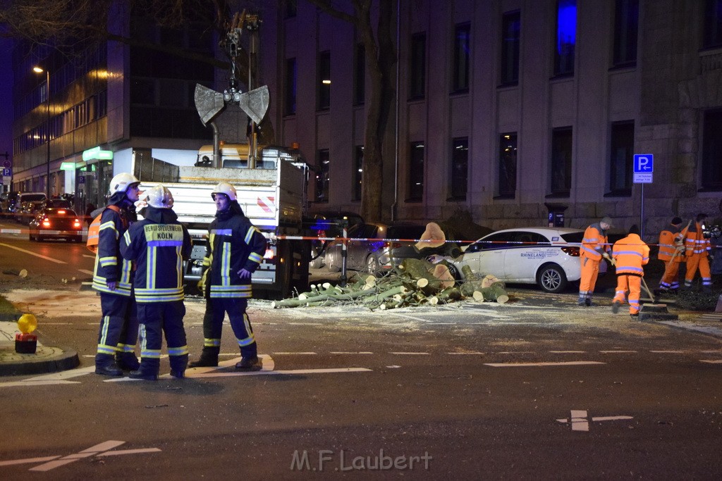 Baum auf PKWs Koeln Mitte Rheinuferstr Goldgasse P002.JPG - Miklos Laubert